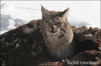 Bobcat IN a Bison - Copyright MacNeil Lyons Images
