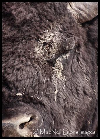 The Rutting Bull & Blood Moon - (c) MacNeil Lyons Images