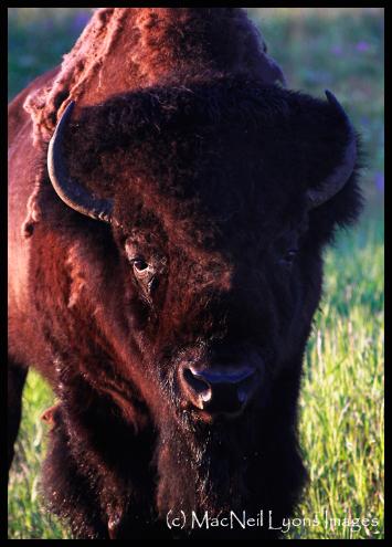 Bull Bison at Sunrise (c) MacNeil Lyons Images