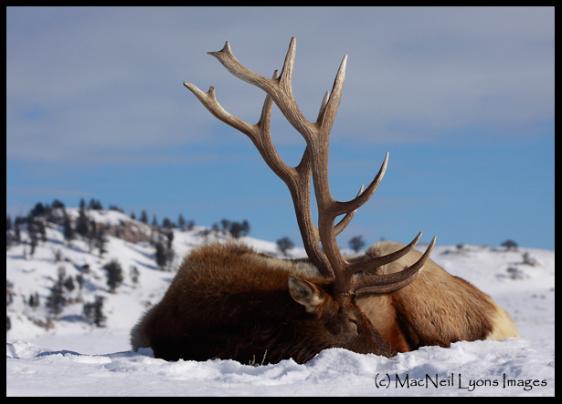 Big Bull No. 10 - (c) MacNeil Lyons Images