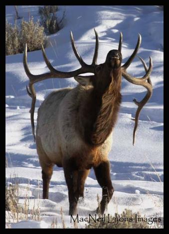 Big Bull Elk - Copyright MacNeil Lyons Images