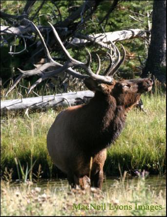 Bull Elk on the Madison River - Copyright MacNeil Lyons Images