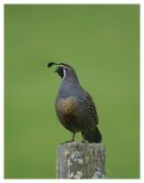 California_Quail_Copyright_MacNeil_Lyons_Images