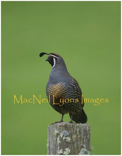 California_Quail_Copyright_MacNeil_Lyons_Images