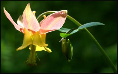 Columbine_Copyright_MacNeil_Lyons_Images