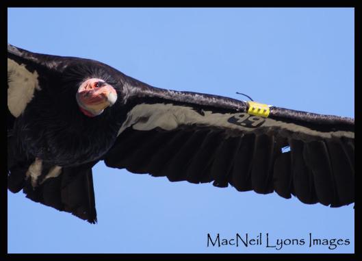 California Condor & Sea Otter - Copyright MacNeil Lyons Images