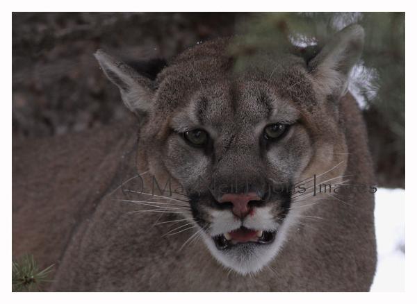 Cougar 2 - Copyright MacNeil Lyons Images