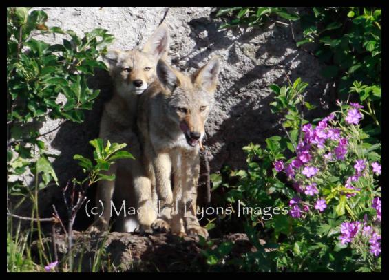 Coyote Pups (c) MacNeil Lyons Images