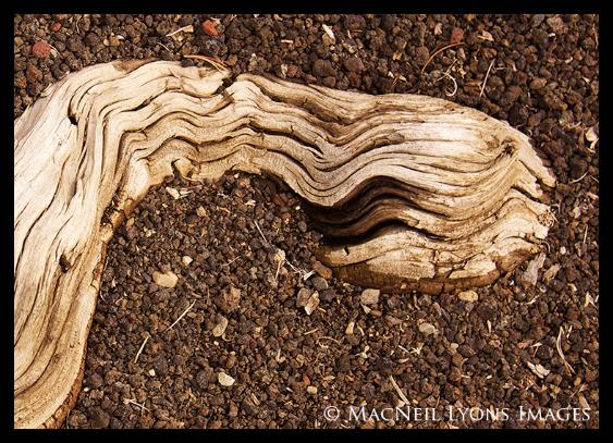 Creature from Craters of the Moon (c) MacNeil Lyons Images