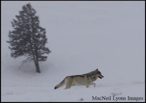 High Sides - Copyright MacNeil Lyons Images