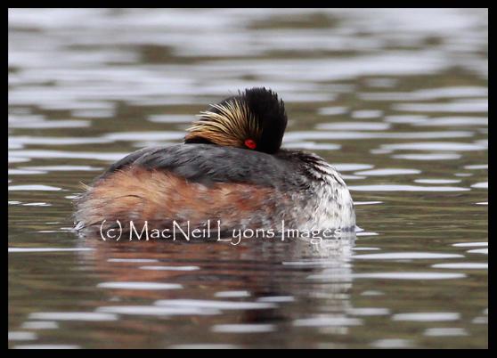 Eared Grebe (c) MacNeil Lyons Images