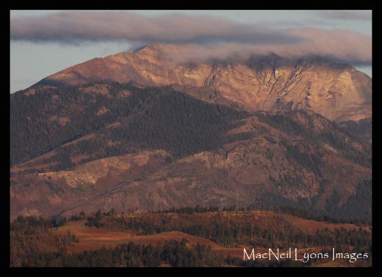 Electric Peak/Soda Butte Bison - Copyright MacNeil Lyons Images