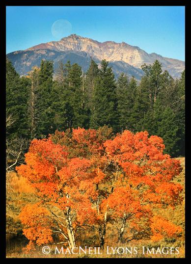 Autumn Color/Electric Peak Moon/MHS Moon - (c) MacNeil Lyons Images