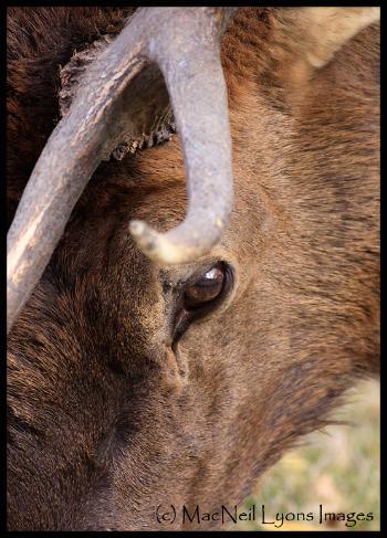 Eye of the Beholder (c) MacNeil Lyons Images