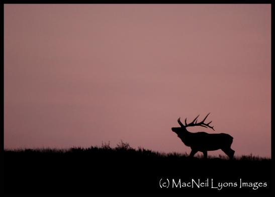 Bull Elk Game On & Baronette Peak Meadows (c) MacNeil Lyons Images
