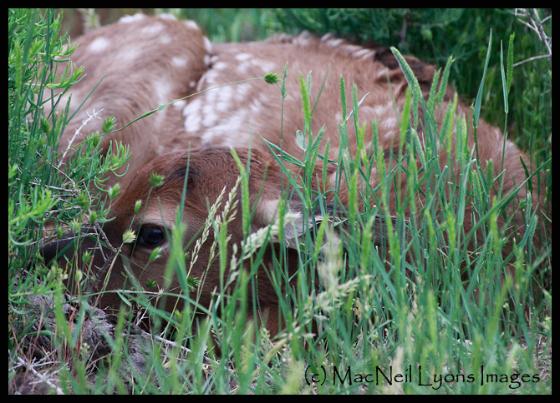 Elk Calf (c) MacNeil Lyons Images