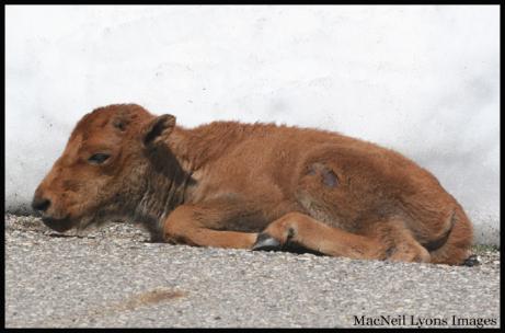 1st Bison Calf of Spring 2008, Yellowstone NP