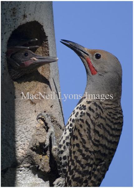 Flicker Breakfast - Copyright MacNeil Lyons Images