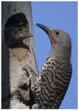 Flicker Breakfast Time - Copyright MacNeil Lyons Images