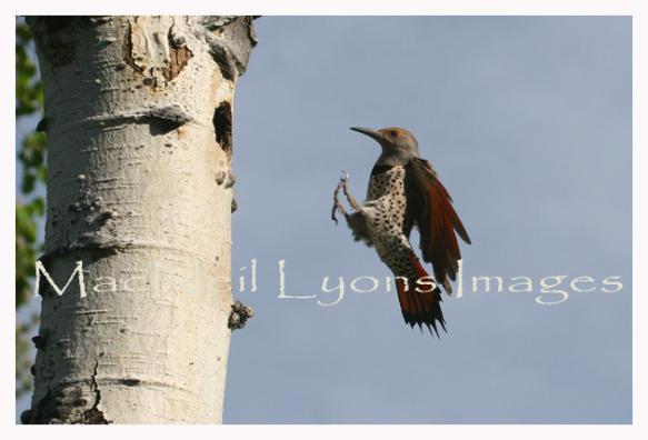 Flying_Flicker_MacNeil_Lyons_Images