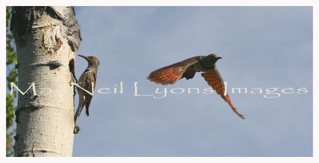 Parental_Flickers_Copyright_MacNeil_Lyons_Images