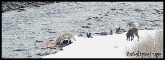 Wolf Breakfast Table - Copyright MacNeil Lyons Images