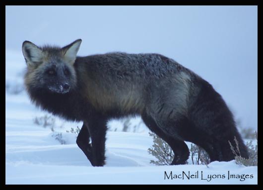 Cross Fox - Copyright MacNeil Lyons Images