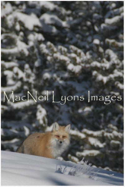 FriendToWinter_CopyrightMacNeilLyonsImages