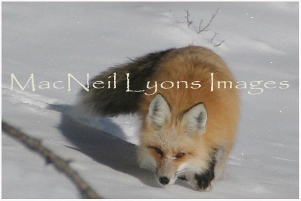 TheStalker_CopyrightMacNeilLyonsImages