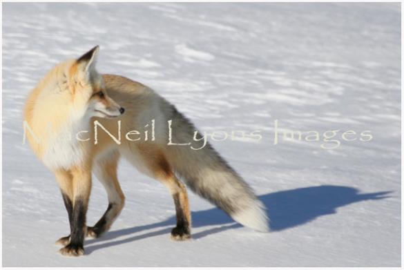 HaydenValleyFox_CopyrightMacNeilLyonsImages