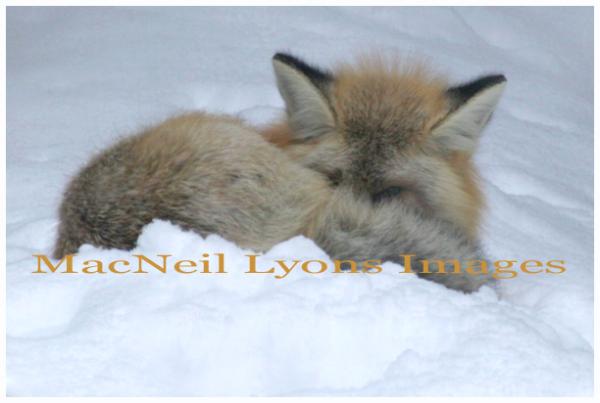 Eye of the Red Fox - Copyright MacNeil Lyons Images