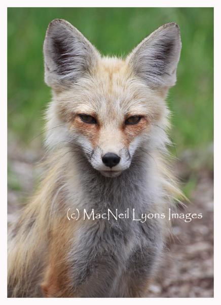 Fox Face Off - Copyright MacNeil Lyons Images