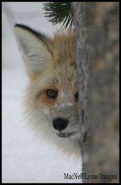 Fox Face - Copyright MacNeil Lyons Images