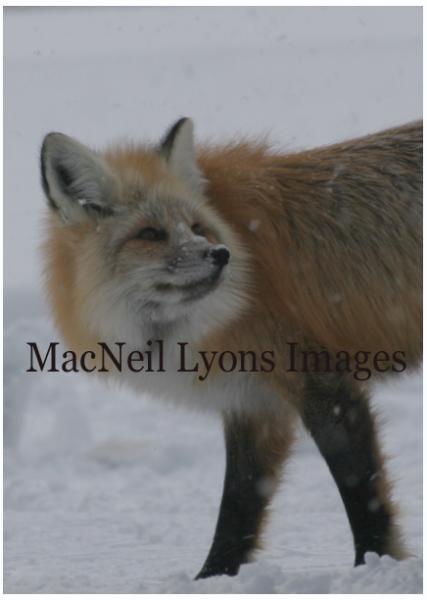 Half A Fox - Copyright MacNeil Lyons Images