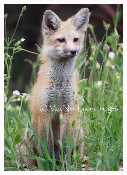 Fox Kit One - Copyright MacNeil Lyons Images