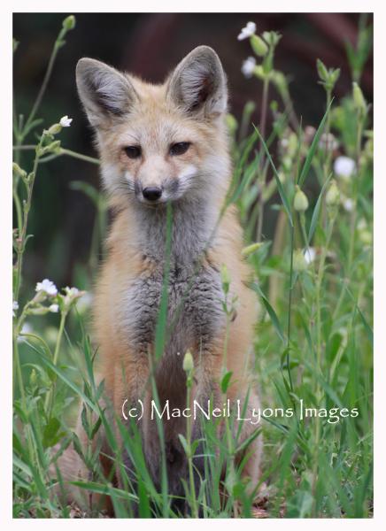 Fox Kit Two - Copyright MacNeil Lyons Images