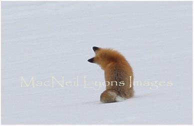 Fox_1_Copyright_MacNeil_Lyons_Images