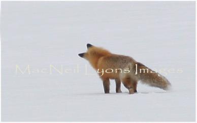 Fox_2_Copyright_MacNeil_Lyons_Images