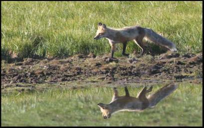 Foxy_Reflection_Copyright_MacNeil_Lyons_Images