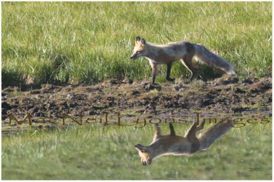 Foxy_Reflection_Copyright_MacNeil_Lyons_Images