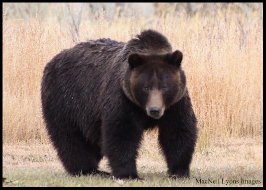 Fred's Grizzly Bear - Copyright MacNeil Lyons Images