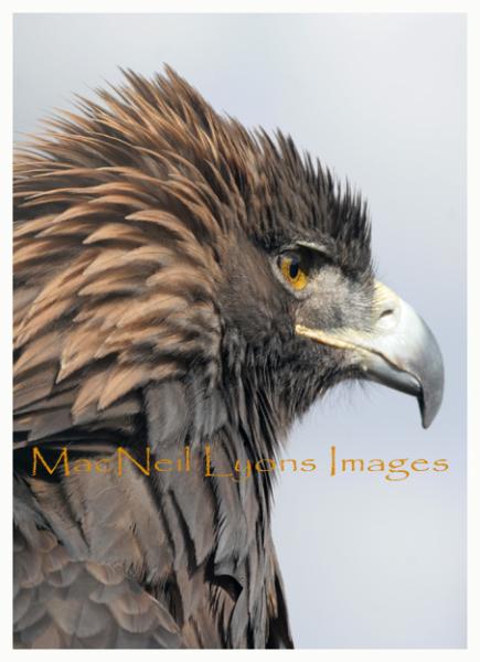 Golden_Eagle_Fluffed_Up_Copyright_MacNeil_Lyons_Images
