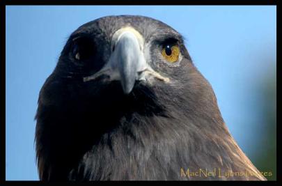 Female_Golden_Eagle_Copyright_MacNeil_Lyons_Images
