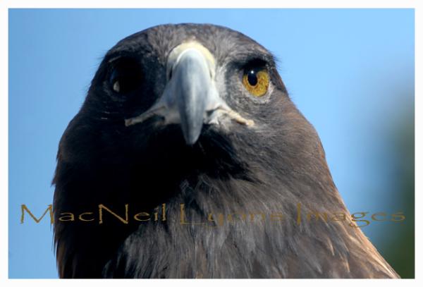 Golden_Eagle_Profile_Copyright_MacNeil_Lyons_Images