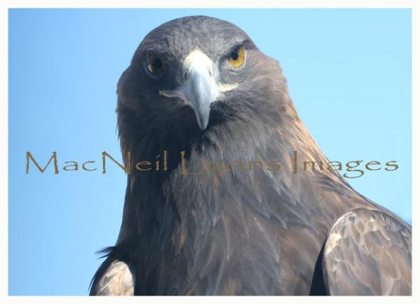 Golden_Eagle_Copyright_MacNeil_Lyons_Images