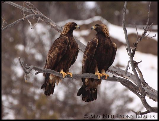 Golden Eagles (c) MacNeil Lyons Images