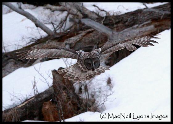 Great Gray Owl & Moon Set (c) MacNeil Lyons Images