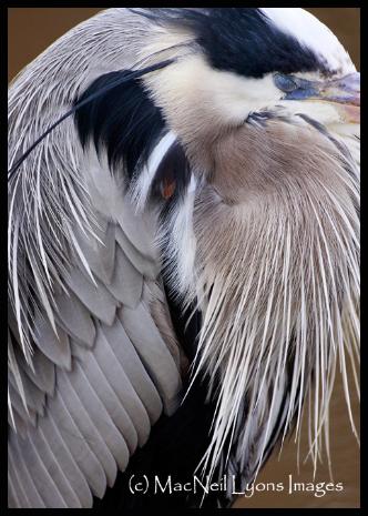 Great Blue Heron & Barn Owl - (c) MacNeil Lyons Images