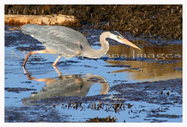 Great_Blue_Heron_Reflection_Copyright_MacNeil_Lyons_Images