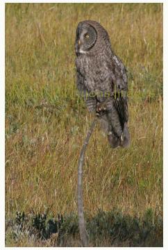 GreatGrayOwl1_Copyright_MacNeil_Lyons_Images